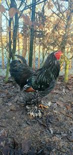 Mooie jonge (april 2025)  Brahma haan  Zwart/Groen (gratis), Dieren en Toebehoren, Pluimvee, Mannelijk, Kip