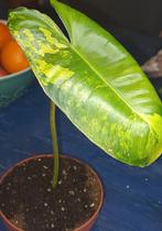 Philodendron Burle Marx Variegata, Huis en Inrichting, Kamerplanten, Ophalen of Verzenden, Halfschaduw, Minder dan 100 cm