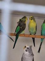 Te koop diverse bw hagoromo parkieten bieden, Meerdere dieren, Parkiet