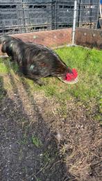 Tamme cochin haan, Dieren en Toebehoren, Pluimvee, Mannelijk, Kip