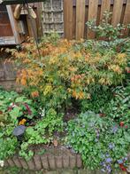 groene japanse esdoorn (echte), Vaste plant, Bloeit niet, Halfschaduw, Ophalen