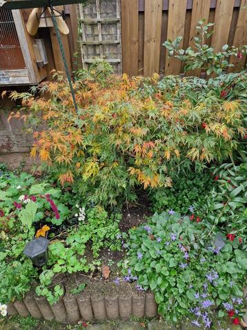 groene japanse esdoorn (echte) beschikbaar voor biedingen