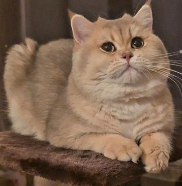 Te koop: Britse  ras kater 10 maanden,stamboom  ouders beschikbaar voor biedingen