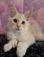 5 maine coon kittens met stamboom,poly Russische lijn, Meerdere dieren, Gechipt, 0 tot 2 jaar