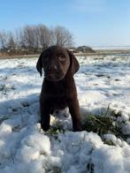 Superlieve gezonde chocoladekleur  labrador pups., Dieren en Toebehoren, Honden | Retrievers, Spaniëls en Waterhonden, Parvo, 8 tot 15 weken