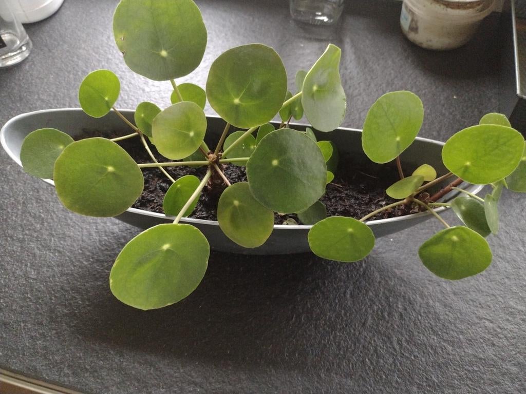 Pannenkoekenplant - Makkelijk te verzorgen!, Huis en Inrichting, Kamerplanten, Ophalen, Overige soorten, Halfschaduw, In pot