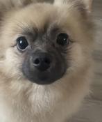 Pomeriaan  hondje, Dieren en Toebehoren, Honden | Chihuahua's en Gezelschapshonden, Overige rassen, 1 tot 2 jaar, Teef, Eén hond