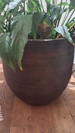 Mooie aardewerk bruin zwarte pot met plant, Huis en Inrichting, Kamerplanten, Verzenden, Halfschaduw, Minder dan 100 cm