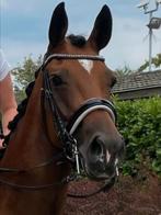 Stang en trens hoofdstel full Dobert stalmeister, Dieren en Toebehoren, Paarden en Pony's | Hoofdstellen en Tuigage, Ophalen of Verzenden