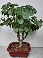 Bonsai, Ophalen of Verzenden, Overige soorten, Minder dan 100 cm