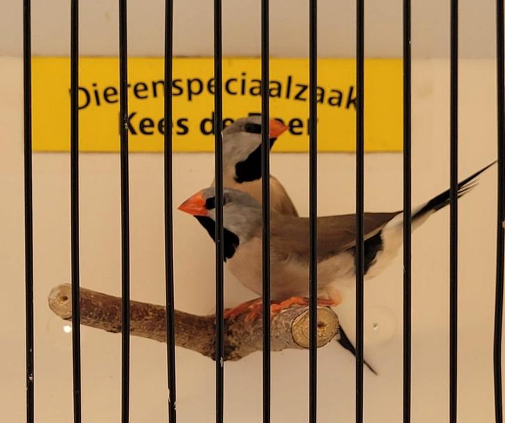 Spitsstaart amadines, Dieren en Toebehoren, Vogels | Overige Vogels, Meerdere dieren