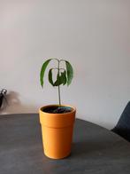 Prachtige mango plant, Ophalen, Overige soorten, Minder dan 100 cm