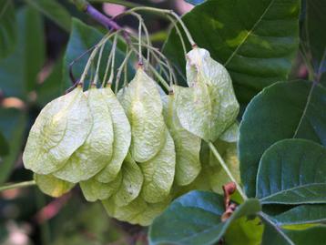 Hopboom / Lederboom / Ptelea Trifoliata beschikbaar voor biedingen