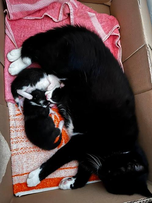 Kittens, Dieren en Toebehoren, Katten en Kittens | Dekkaters