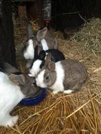 Twee gratis Hollander Konijnen, Dieren en Toebehoren, Konijnen, Geslacht onbekend, Middelgroot, 0 tot 2 jaar