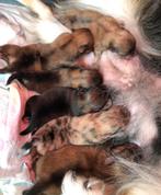 Dwergkees Pomeriaan Puppy. Mogen nest verlaten!, Dieren en Toebehoren, Honden | Poolhonden, Keeshonden en Oertypen, Keeshond, CDV (hondenziekte)