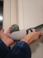 postduiven, doffer Pander, Dieren en Toebehoren, Vogels | Duiven, Mannelijk, Postduif