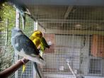 Diverse kakariki, Dieren en Toebehoren, Vogels | Parkieten en Papegaaien, Meerdere dieren, Parkiet, Geringd
