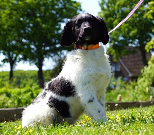 Friese Stabij Reu met stamboom, Dieren en Toebehoren, Honden | Setters en Staande honden, Reu, Overige rassen, Fokker | Hobbymatig