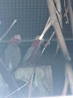 rosé kaketoe te koop, Dieren en Toebehoren, Vogels | Parkieten en Papegaaien, Mannelijk, Papegaai, Geringd