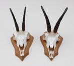 2 x  GEMS hoorns / gewei op  licht eiken schild (gewei), Ophalen of Verzenden, Gebruikt, Wild dier, Gewei of Kop