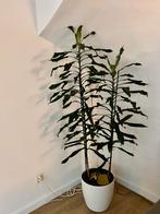 Grote Dracena Lisa kamerplant 2 in 1 pot 1,7m en 1,5m hoog, Ophalen, Volledige schaduw, Overige soorten, In pot