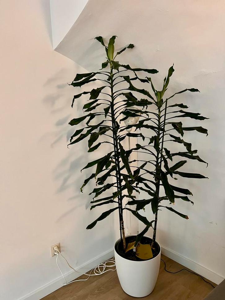 Grote Dracena Lisa kamerplant 2 in 1 pot 1,7m en 1,5m hoog, Huis en Inrichting, Kamerplanten, Overige soorten, Minder dan 100 cm