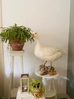 Prachtige grote decoratieve taxidermie witte gans, Ophalen of Verzenden