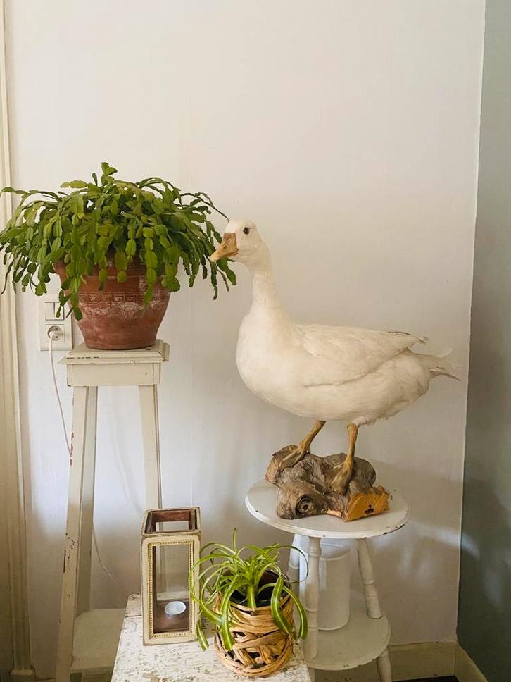 Prachtige grote decoratieve taxidermie witte gans, Antiek en Kunst, Curiosa en Brocante, Ophalen of Verzenden