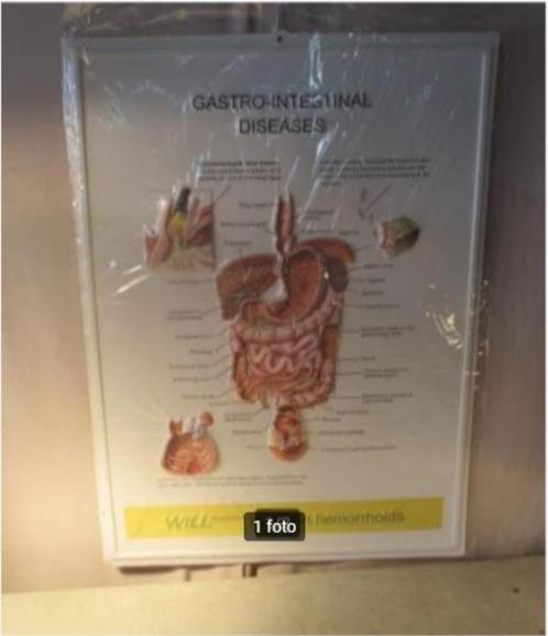 Leuke Schoolplaat in PVC - Spijsverteringsstelsel - 73x53, Antiek en Kunst, Antiek | Schoolplaten, Natuur en Biologie, Ophalen of Verzenden