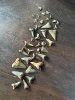 Haaientanden set Antwerpen, Ophalen of Verzenden, Fossiel