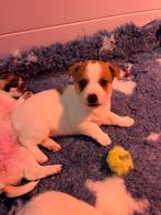 Jack Russel/kruising kooiker hondje pup (reutje) te koop, Dieren en Toebehoren, Reu, 8 tot 15 weken, Eén hond, Klein
