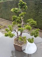 Dwergcypres bonsai - Chamaecyparis obtusa 'Nana Gracilis’, Bloeit niet, Halfschaduw, Minder dan 100 cm, Overige soorten