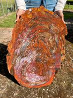 spectaculaire plak versteend hout rood, Arizona zeldzaam!, Ophalen of Verzenden, Fossiel