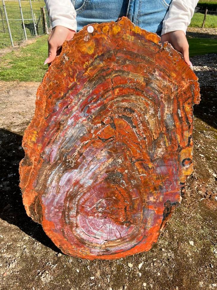 spectaculaire plak versteend hout rood, Arizona zeldzaam!, Verzamelen, Mineralen en Fossielen, Fossiel, Ophalen of Verzenden