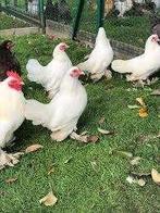 Sabelpoot krielkippen., Dieren en Toebehoren, Pluimvee, Vrouwelijk, Kip