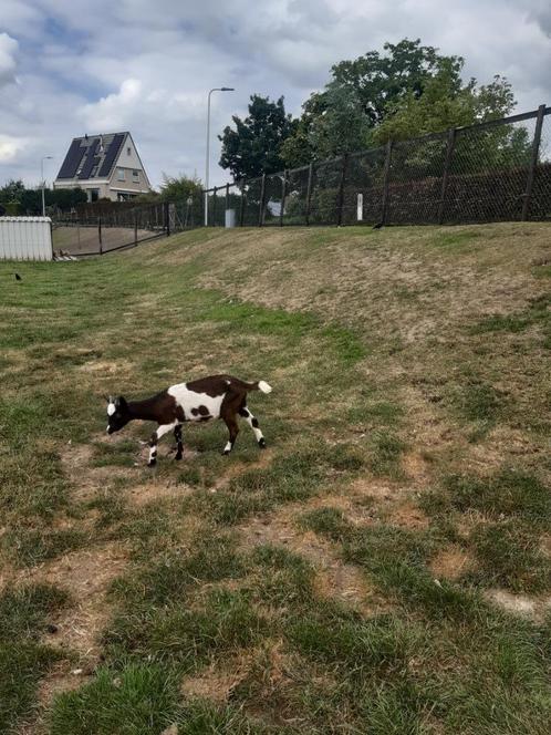 4 vier geit geiten geitjes zwart wit 3 maanden oud jong, Dieren en Toebehoren, Schapen, Geiten en Varkens, Geit, Vrouwelijk, 0 tot 2 jaar