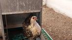 Serama, Dieren en Toebehoren, Vrouwelijk, Kip