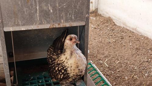Serama, Dieren en Toebehoren, Pluimvee, Kip, Vrouwelijk