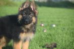 Duitse herder pups, Rabiës (hondsdolheid), 15 weken tot 1 jaar, Buitenland, Meerdere