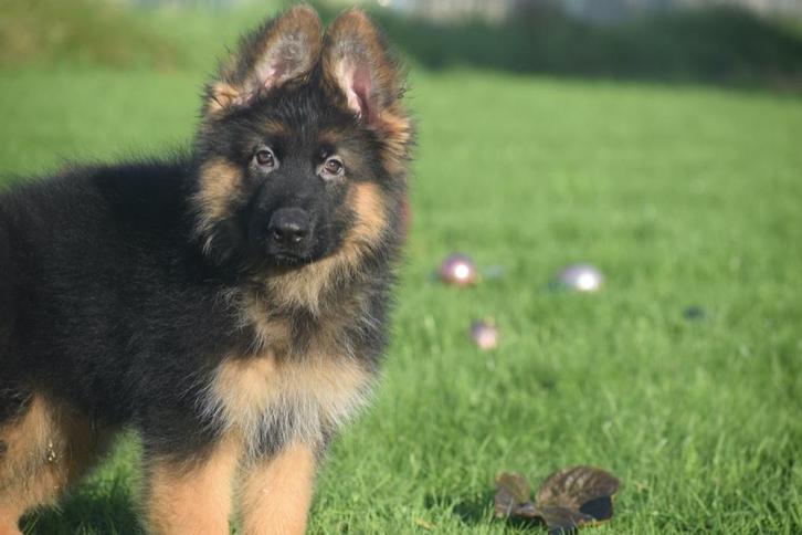 Duitse herder pups, Dieren en Toebehoren, Honden | Herdershonden en Veedrijvers, Meerdere dieren, Herder, Fokker | Professioneel