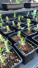 Japanse zwarte den zaailingen. Pinus thunberghii, Tuin en Terras, Planten | Bomen, Bloeit niet, Overige soorten, Minder dan 100 cm
