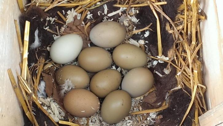 Grote broedeieren van groenleggers, kaki, olijf, mintkleur, Dieren en Toebehoren, Pluimvee, Kip, Geslacht onbekend