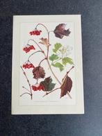 10 prenten bomen/struiken 19x27 cm samen 20 euro oa maretak, Ophalen of Verzenden, Natuur en Biologie