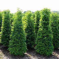 Prunus lusitanica Angustifolia (Portugese laurier) div.maten, Tuin en Terras, Planten | Tuinplanten, Overige soorten, Halfschaduw