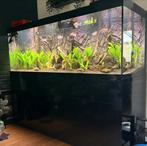 Aquatlantis sublime 200x60 met onderkast zwart, Ophalen, Zo goed als nieuw, Gevuld zoetwateraquarium