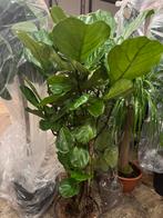 Ficus lyrata – Meerstammig 180cm, Ophalen, Ficus, Halfschaduw, 200 cm of meer