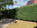 Taxus heg +/- 30 meter, Tuin en Terras, Planten | Struiken en Hagen, Ophalen, Taxus