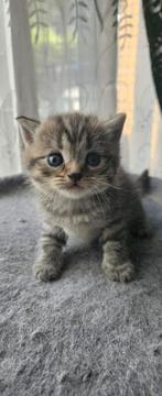Raszuivere Britskorthaar Kittens, Dieren en Toebehoren, Katten en Kittens | Raskatten | Korthaar, Meerdere dieren, Ontwormd