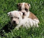 Prachtige Amerikaanse bulldog pups met stamboom!, Dieren en Toebehoren, Nederland, CDV (hondenziekte), 8 tot 15 weken, Bulldog